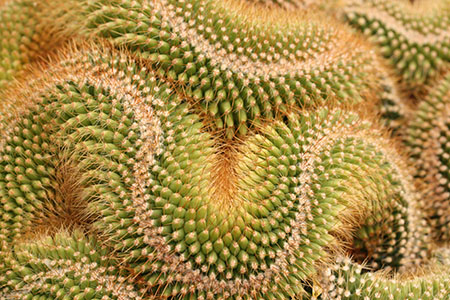 Repetitive Cactus